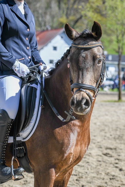 切爾西展示 切爾西展示