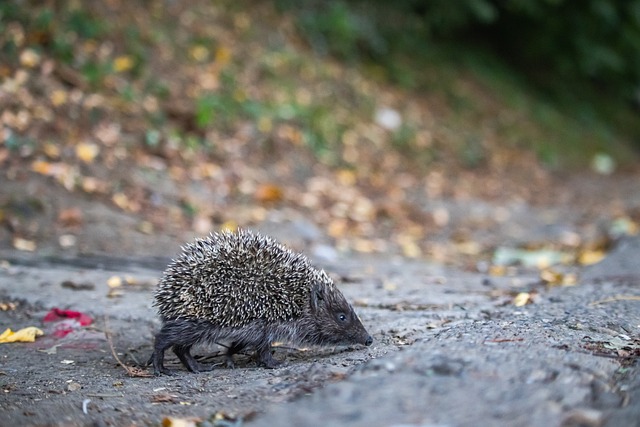 队利用稳固 队利用稳固
